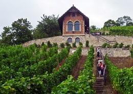 Schlifterweinberg in Freyburg / Unstrut