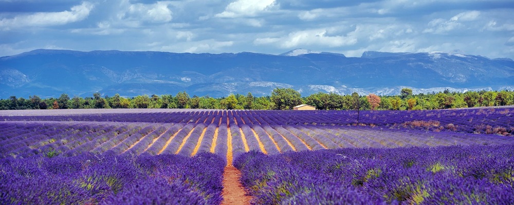 Frankreich Reisen - Lavendelfelder in der Provence