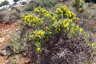 Reisen nach Kreta im Frühling