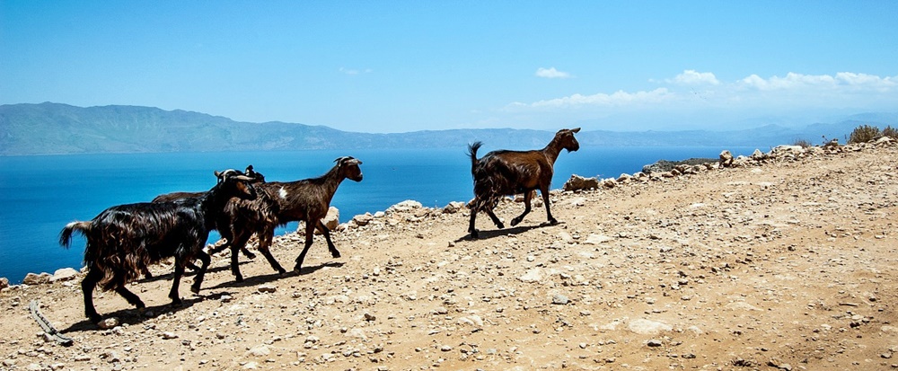 Wildziegen auf Kreta