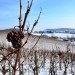 Weinbergweihnacht in Naumburg im Saale-Unstrut-Anbaugebiet